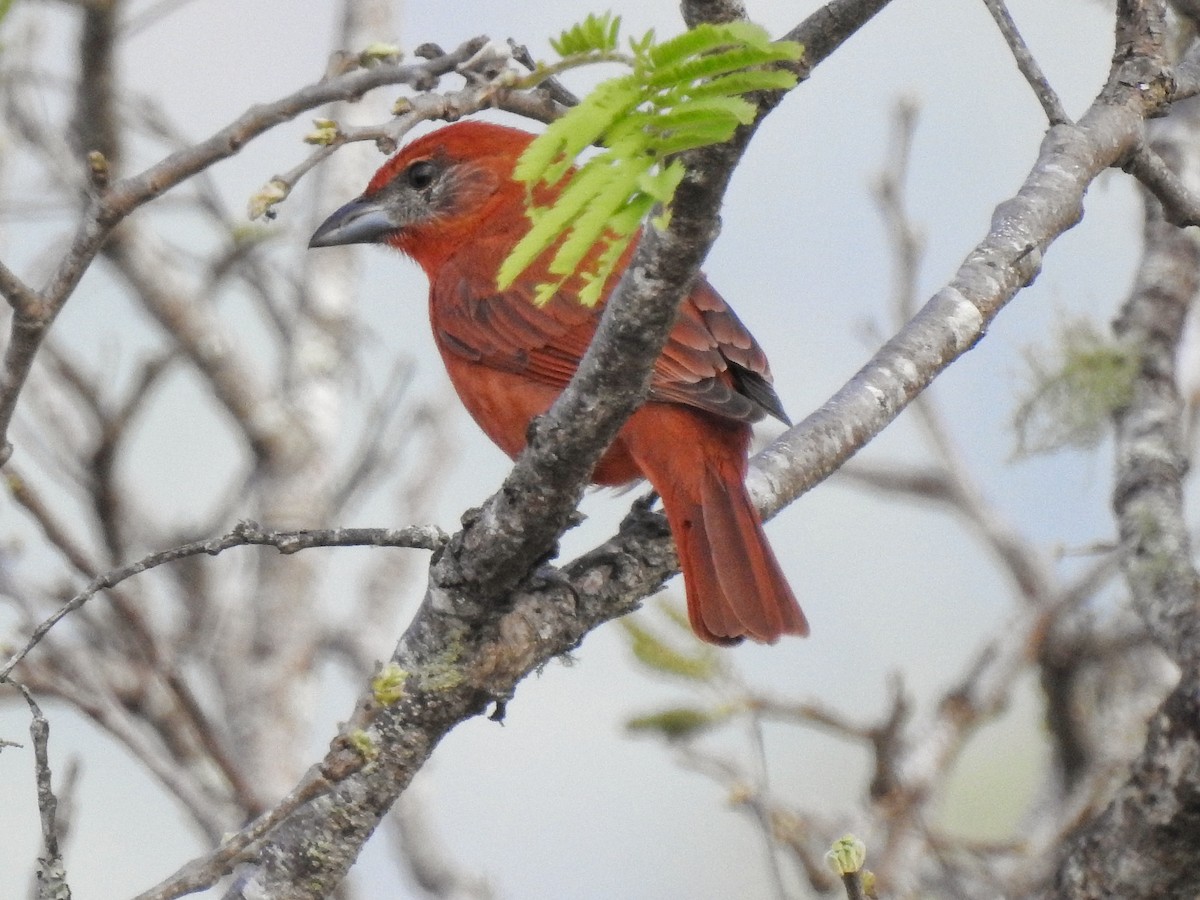 Hepatic Tanager - ML216823801