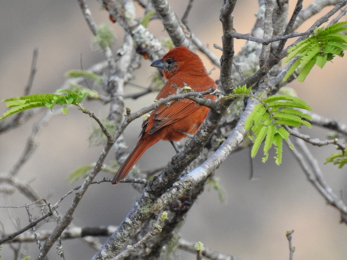 Hepatic Tanager - ML216823881