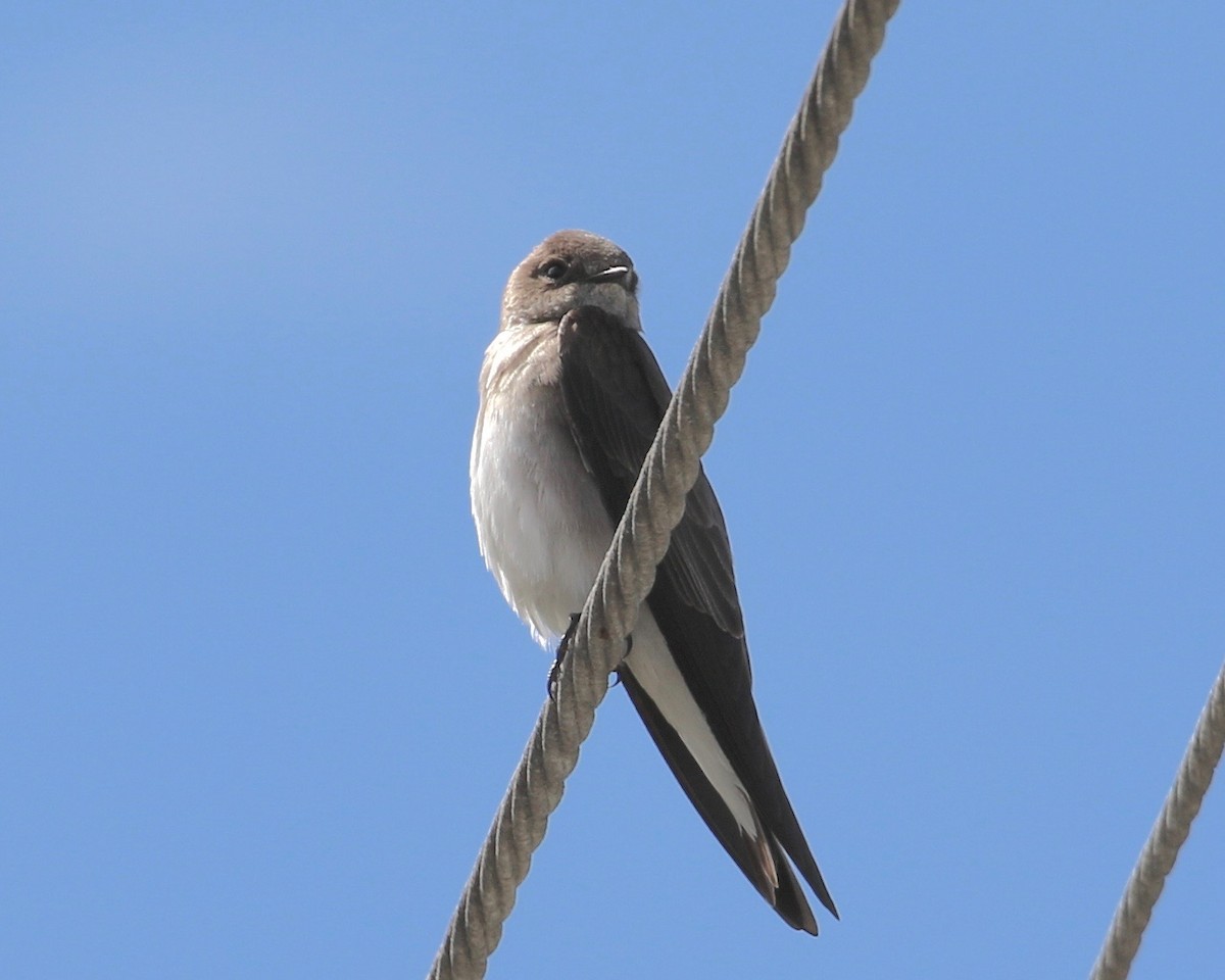 Northern Rough-winged Swallow - Terence Degan