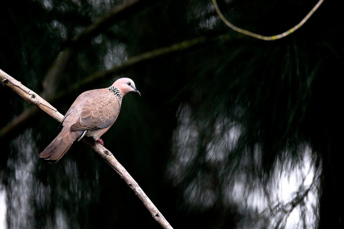 Spotted Dove - Ting-Wei (廷維) HUNG (洪)