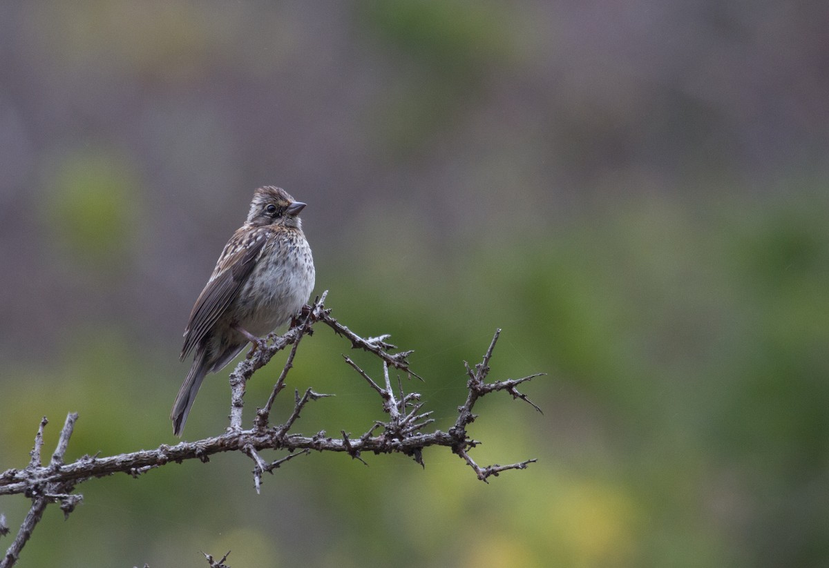 Rufous-collared Sparrow - ML21683421