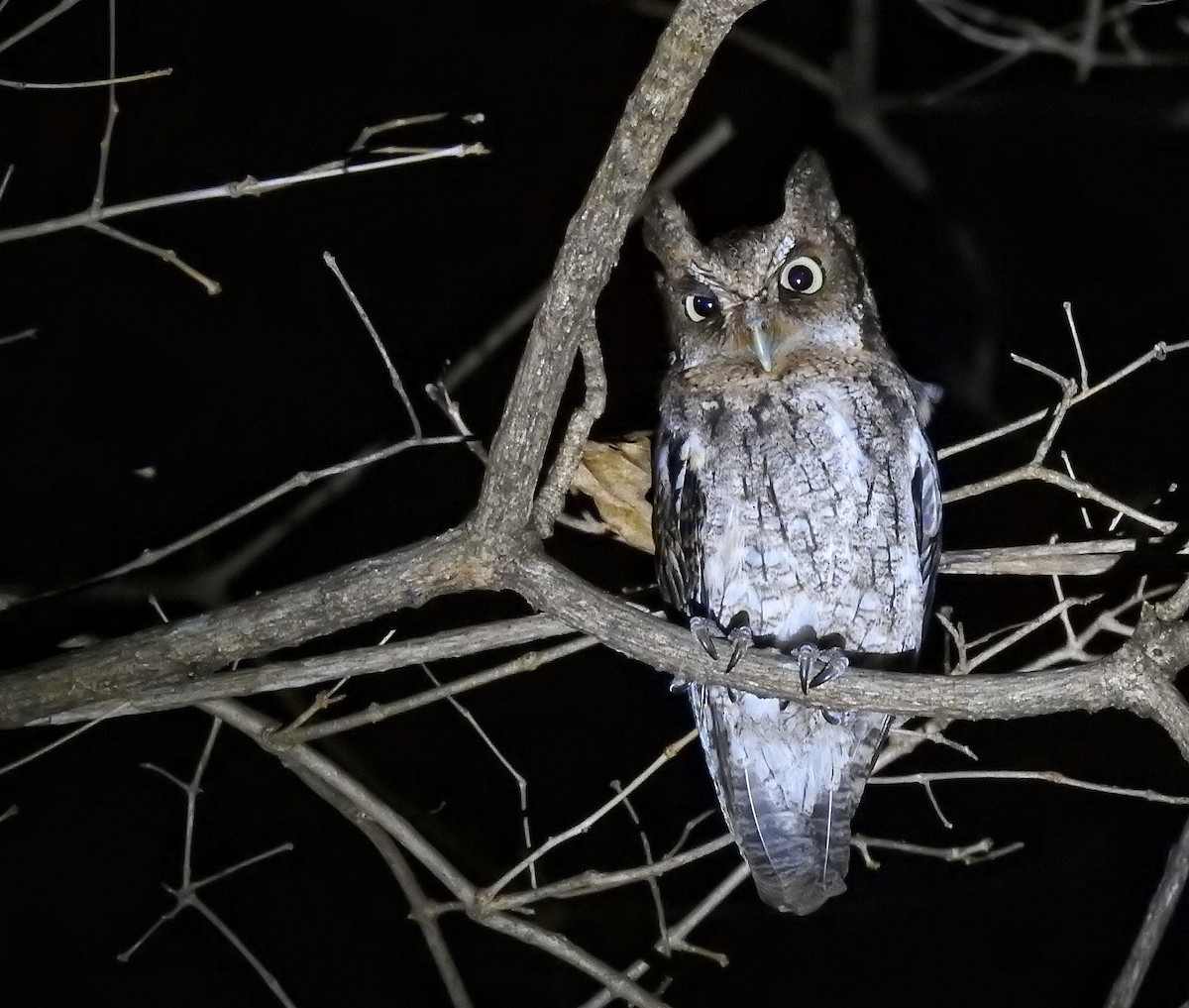 Middle American Screech-Owl - Anonymous