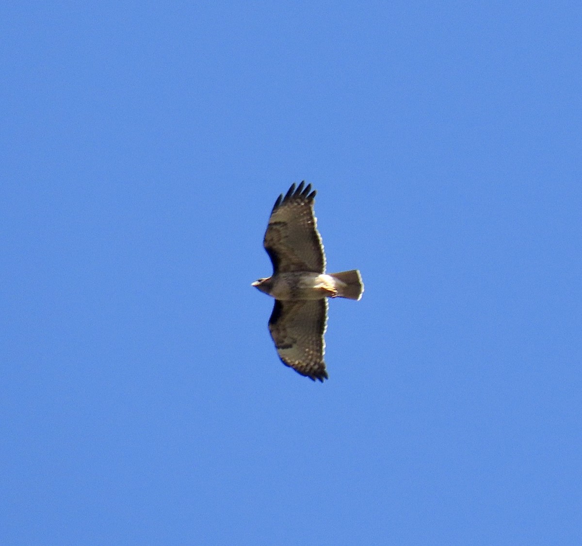 Red-tailed Hawk - ML216838101