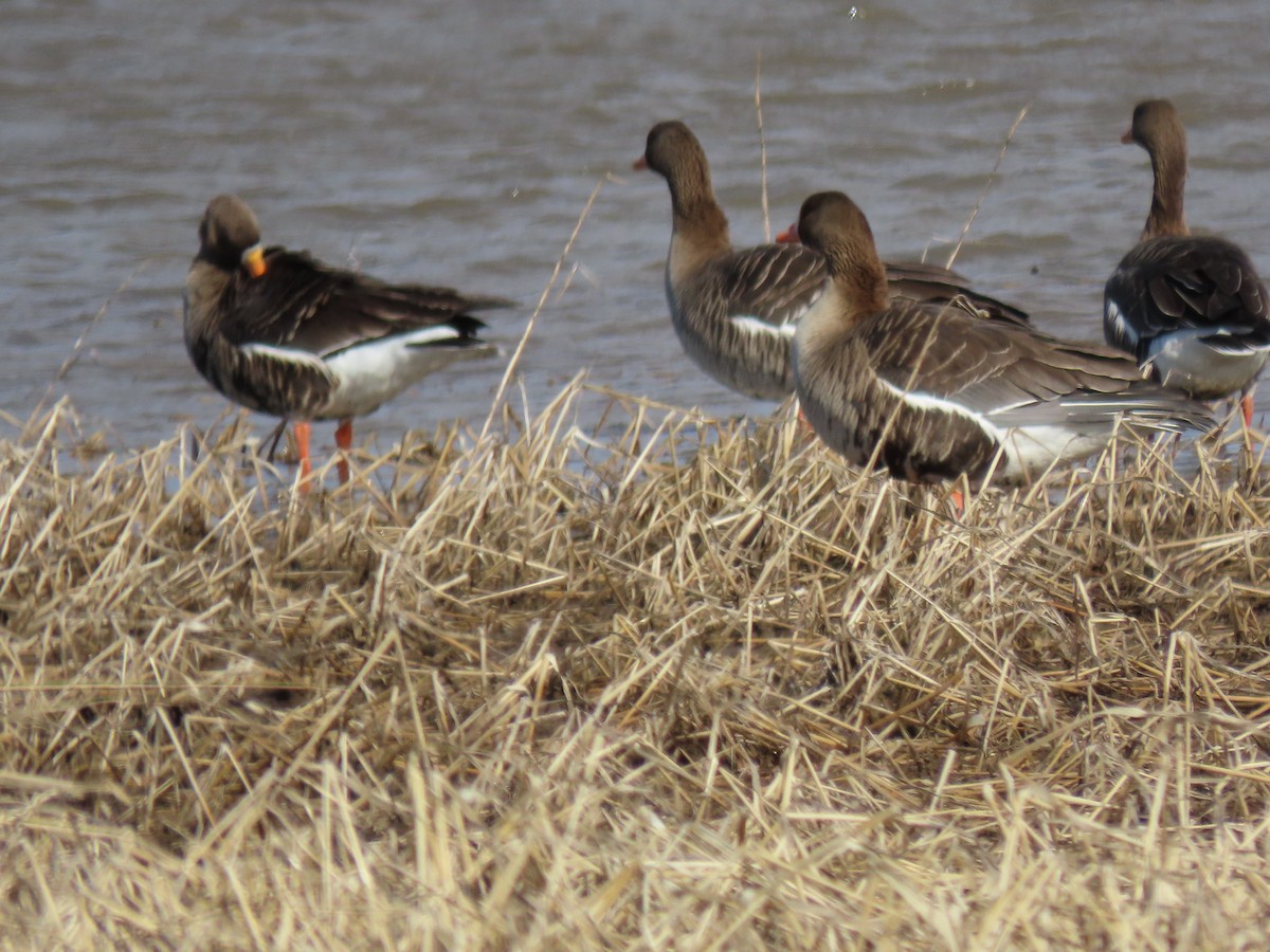 Greater White-fronted Goose - ML216841701