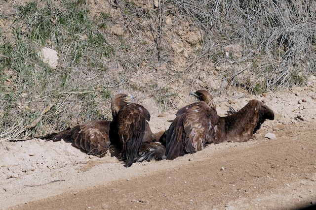 Two Golden Eagles talon-grappling on the ground. - Golden Eagle - 