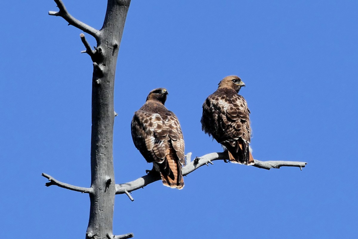 Red-tailed Hawk - ML216843511
