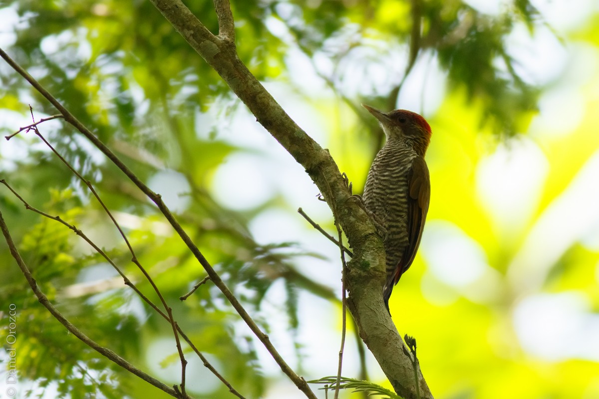 Red-rumped Woodpecker - ML216844391