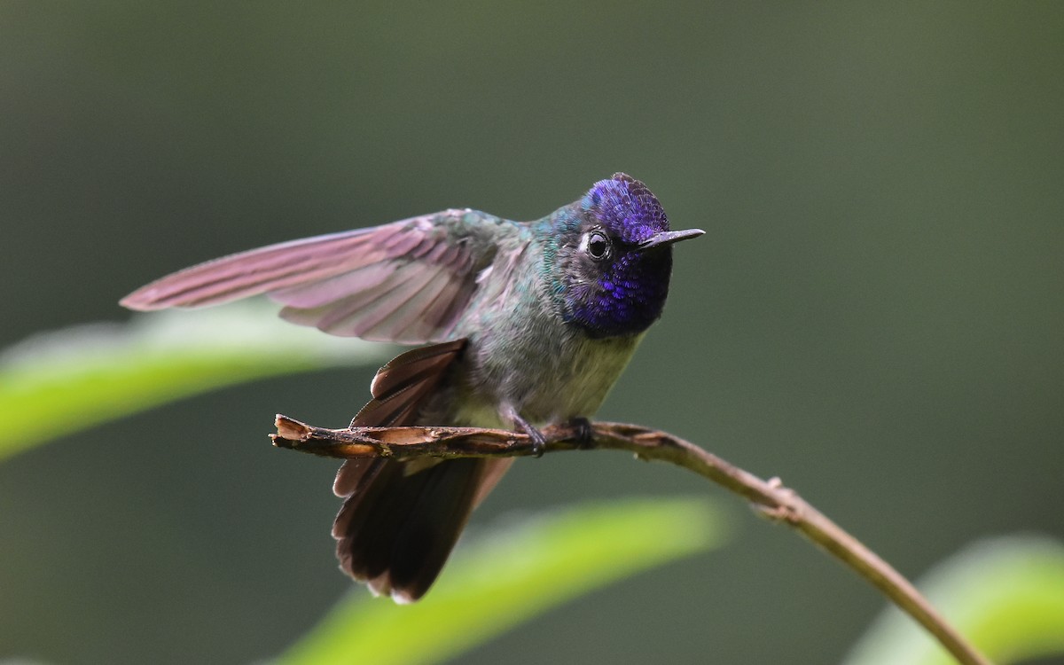 Violet-headed Hummingbird - ML216846871