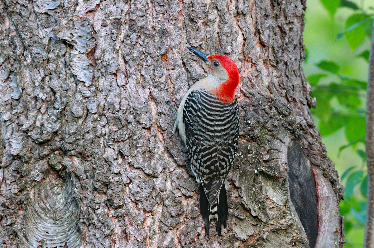 Red-bellied Woodpecker - leonard blass