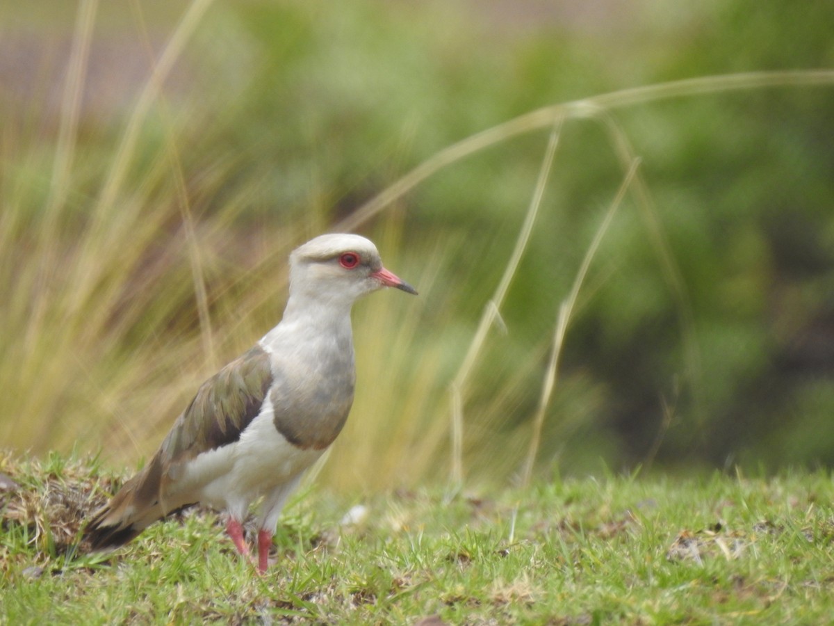Andean Lapwing - ML216859281