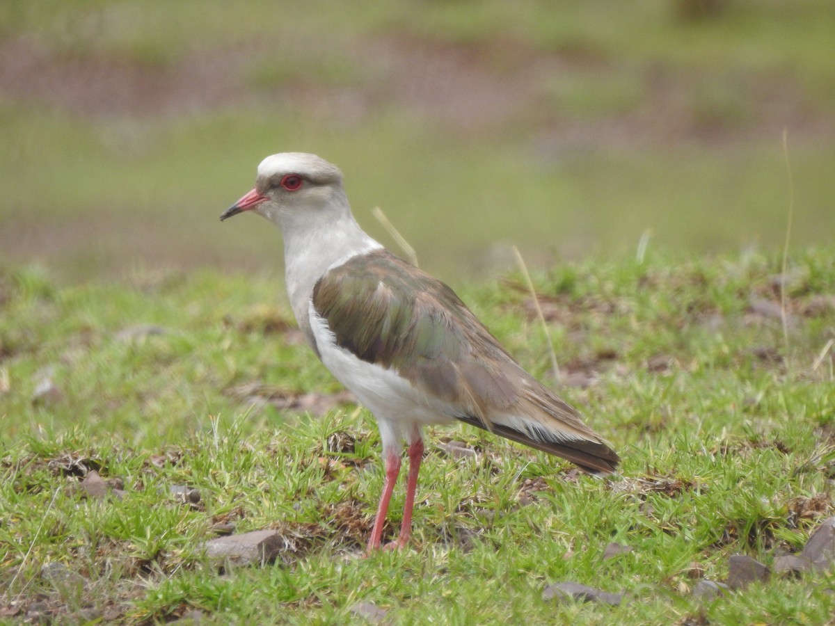 Andean Lapwing - ML216859361