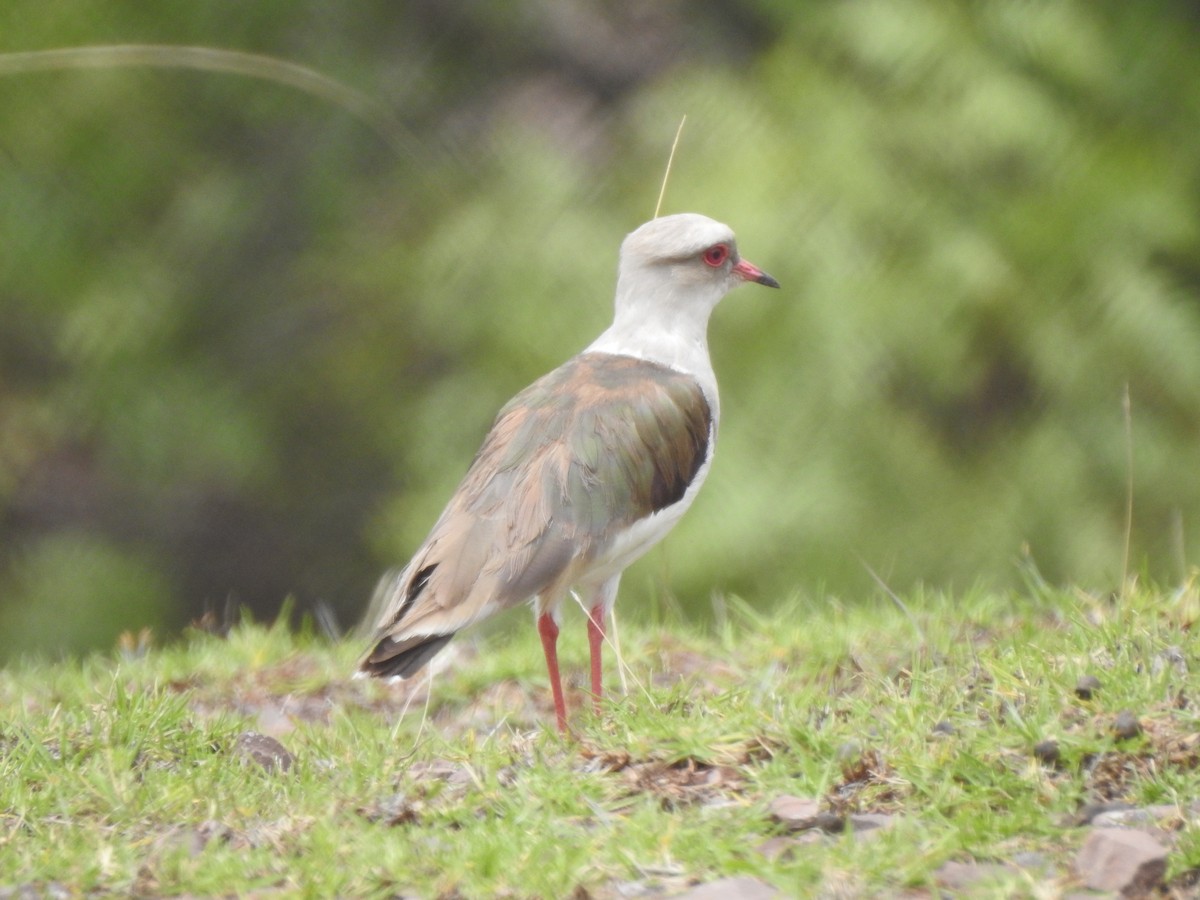 Andean Lapwing - ML216859501
