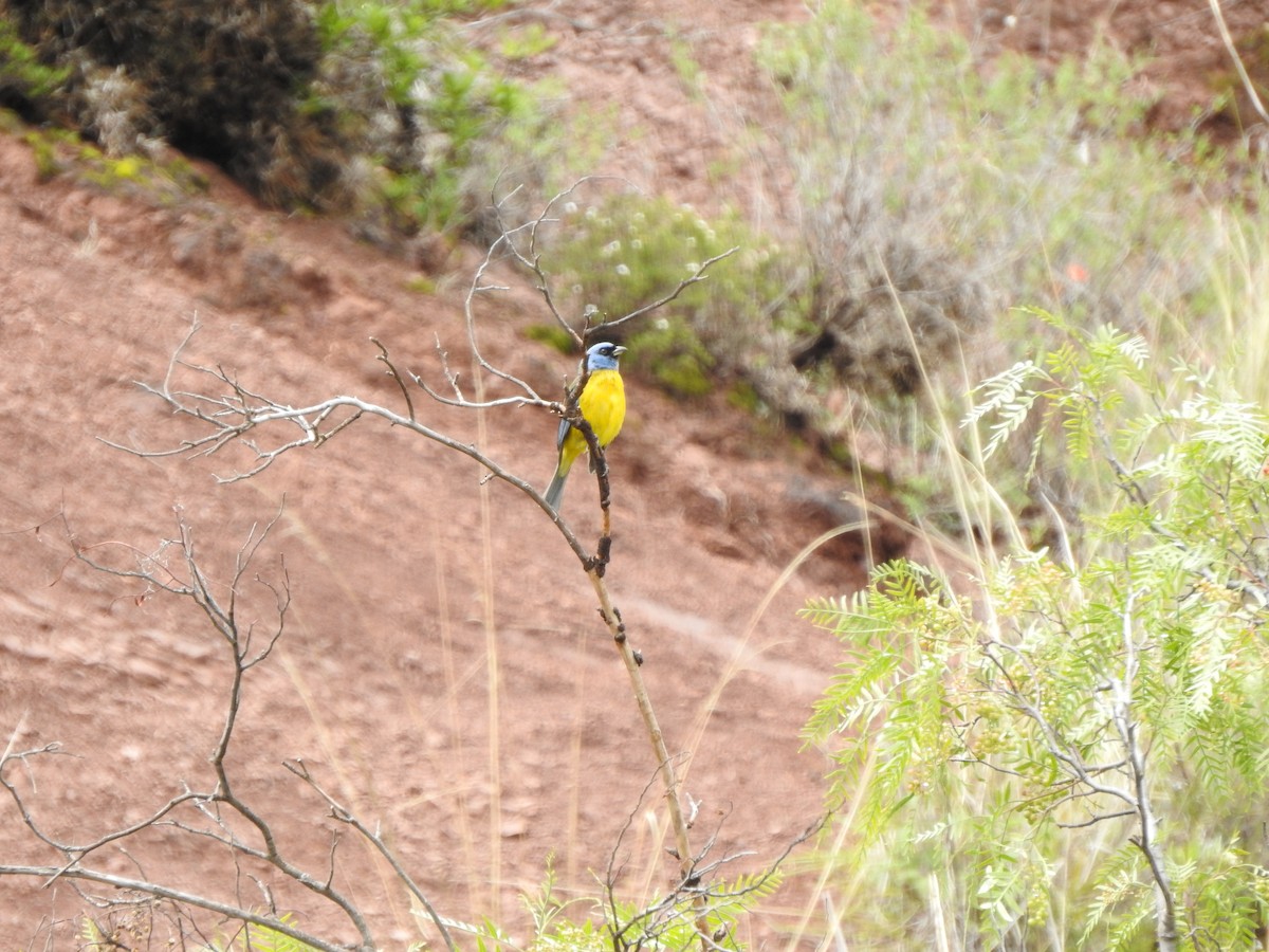 Blue-and-yellow Tanager - ML216860531