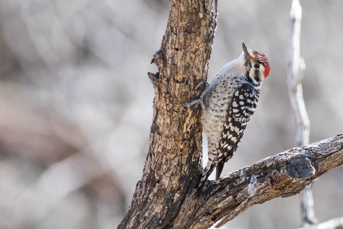 Ladder-backed Woodpecker - Peter Taylor