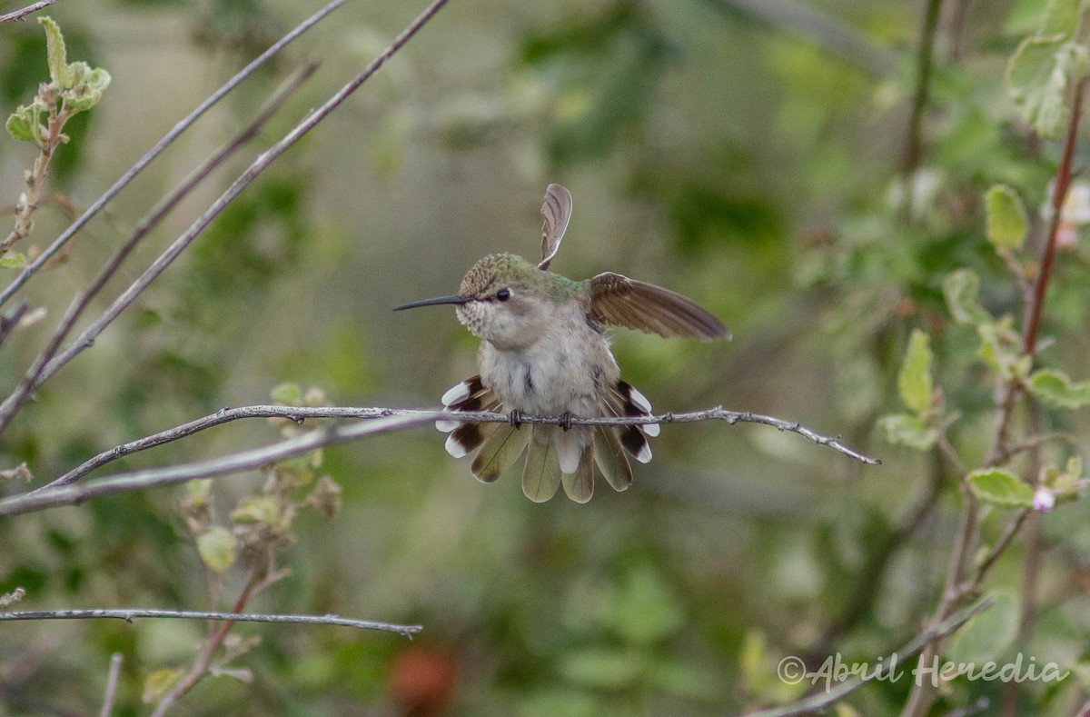 Costa's Hummingbird - ML216861521
