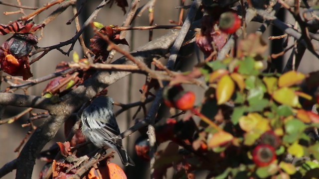 Yellow-rumped Warbler (Audubon's) - ML216869371