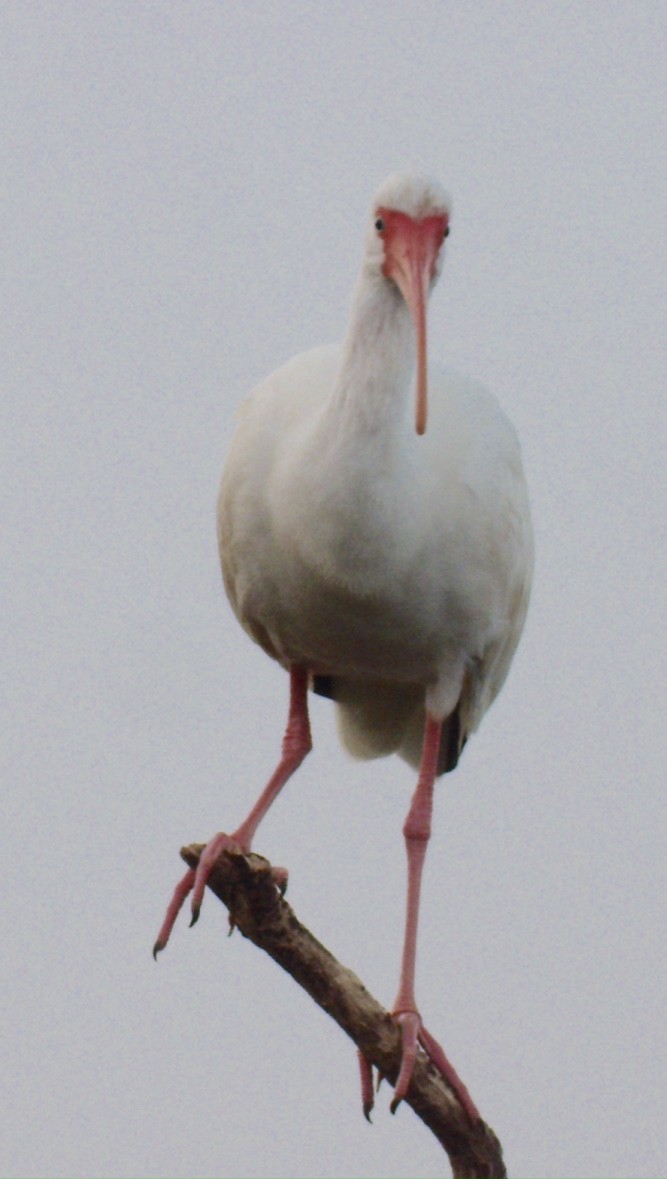 White Ibis - pamela graber