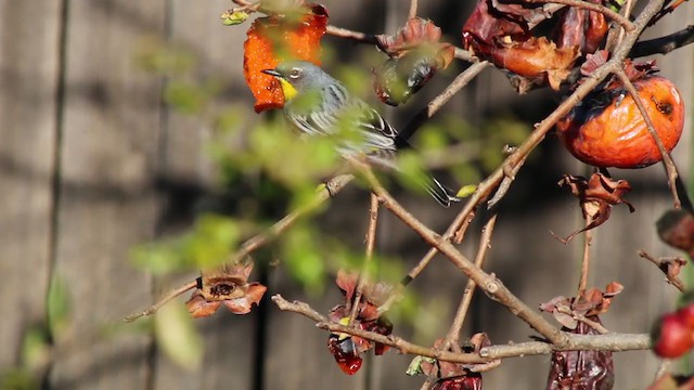 Yellow-rumped Warbler (Audubon's) - ML216871281