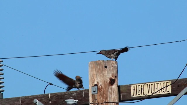 Northern Flicker (Red-shafted) - ML216872001