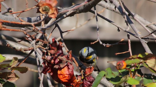 Yellow-rumped Warbler (Audubon's) - ML216873001