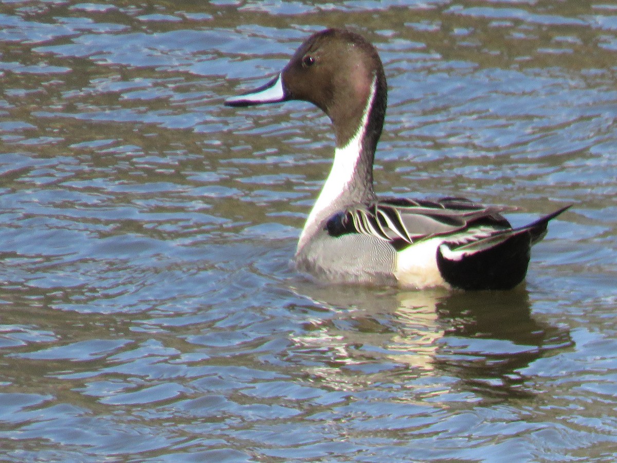 Northern Pintail - Andrew Emlen
