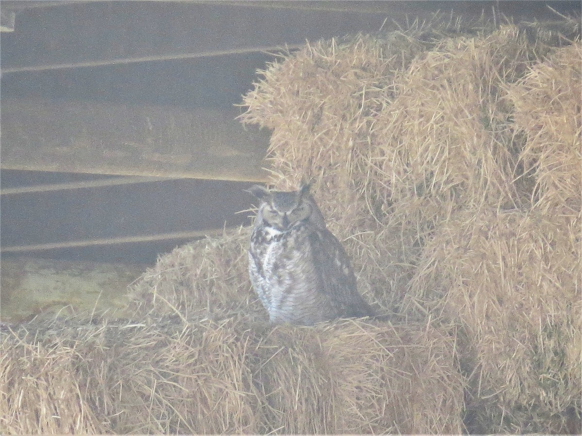 Great Horned Owl - Dawn Zappone