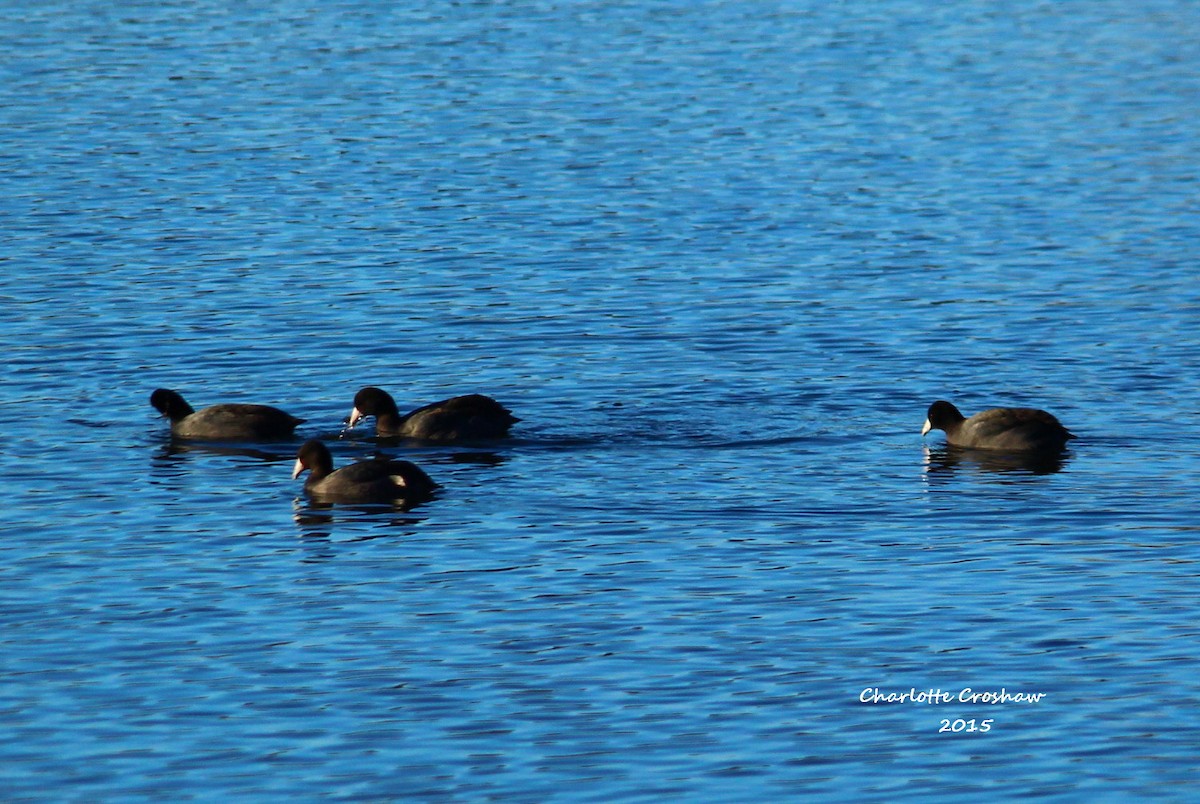 American Coot (Red-shielded) - ML21687711