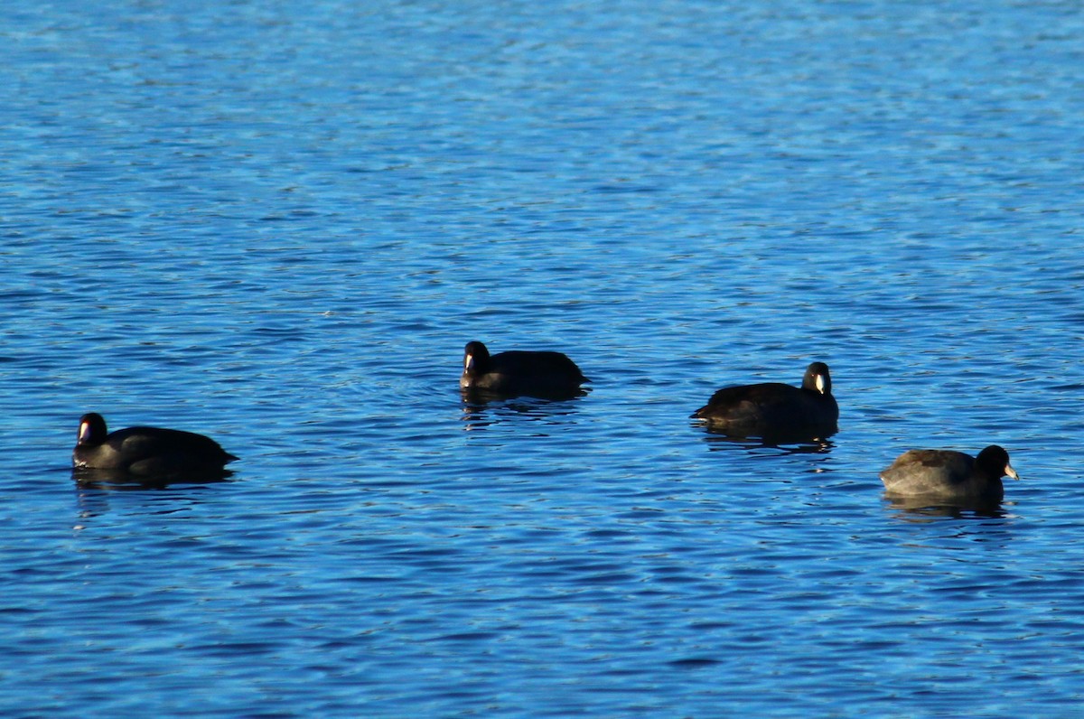 American Coot (Red-shielded) - ML21687721