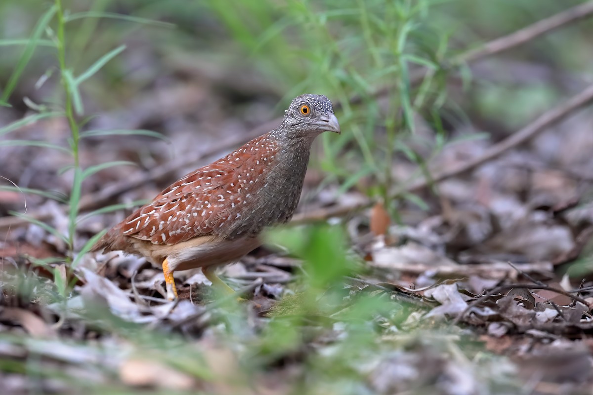 Chestnut-backed Buttonquail - ML216884241