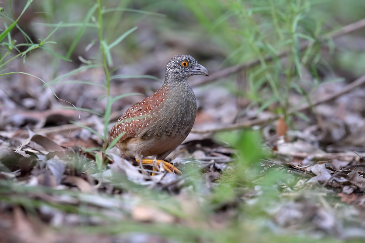 Chestnut-backed Buttonquail - ML216885071