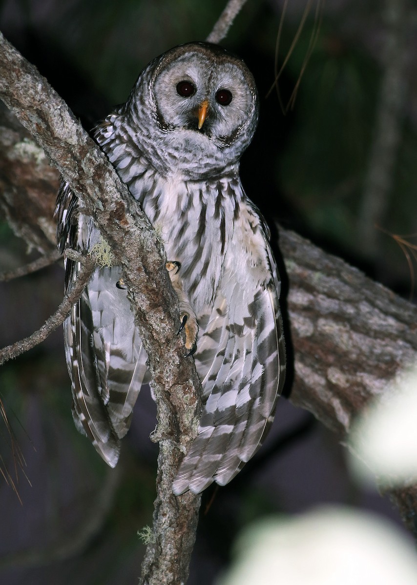 Cinereous Owl - ML21689131