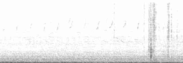 תוכי-ים אטלנטי - ML216894