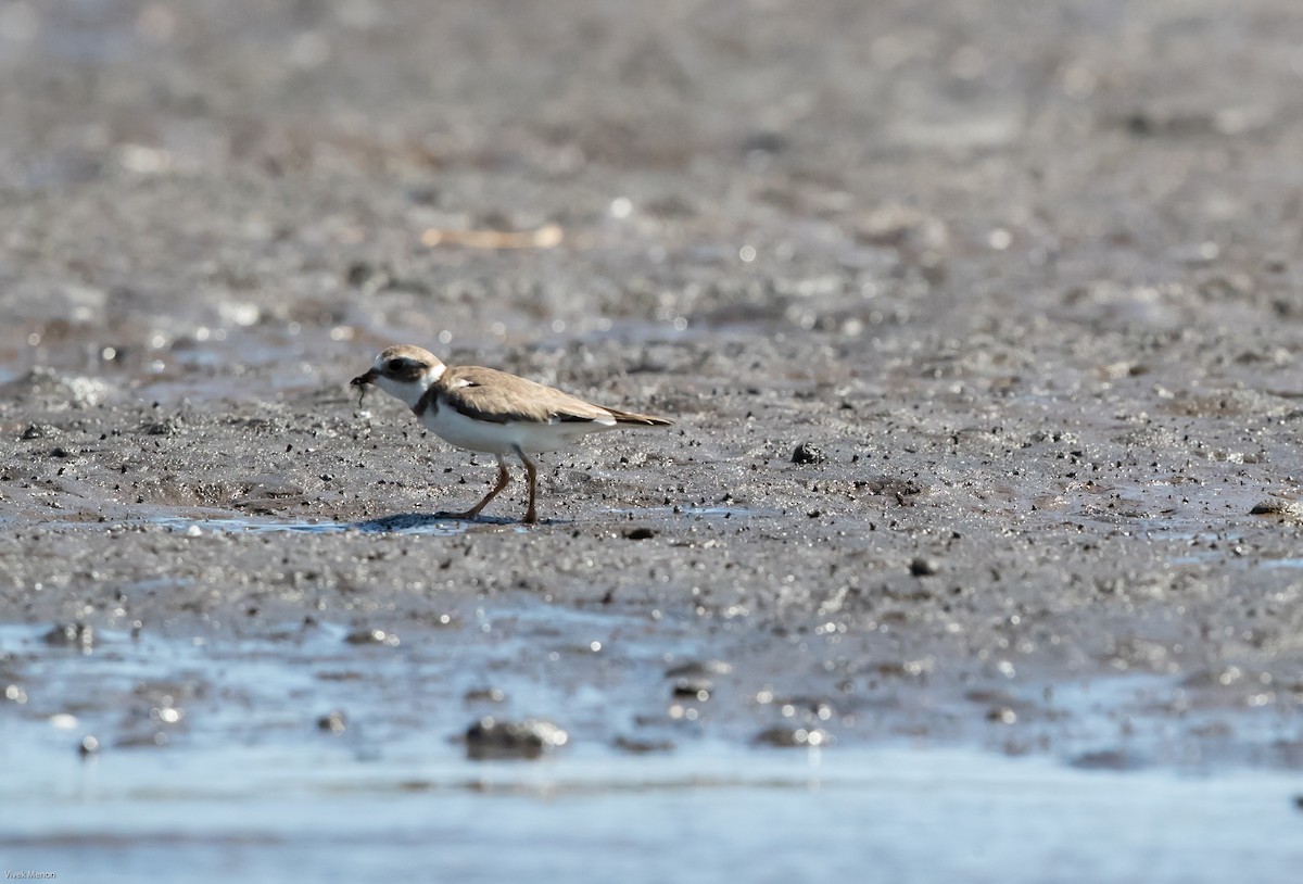 Semipalmated Plover - ML216894711