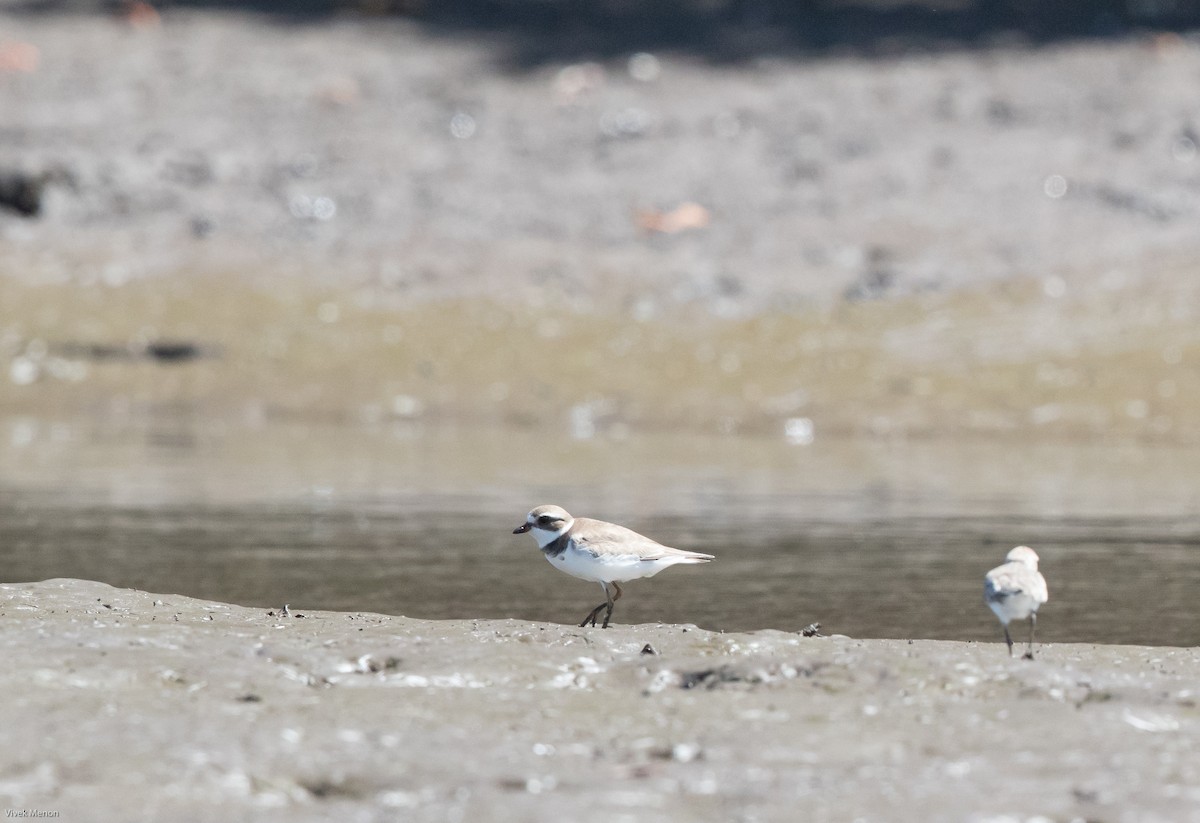 Semipalmated Plover - ML216894721