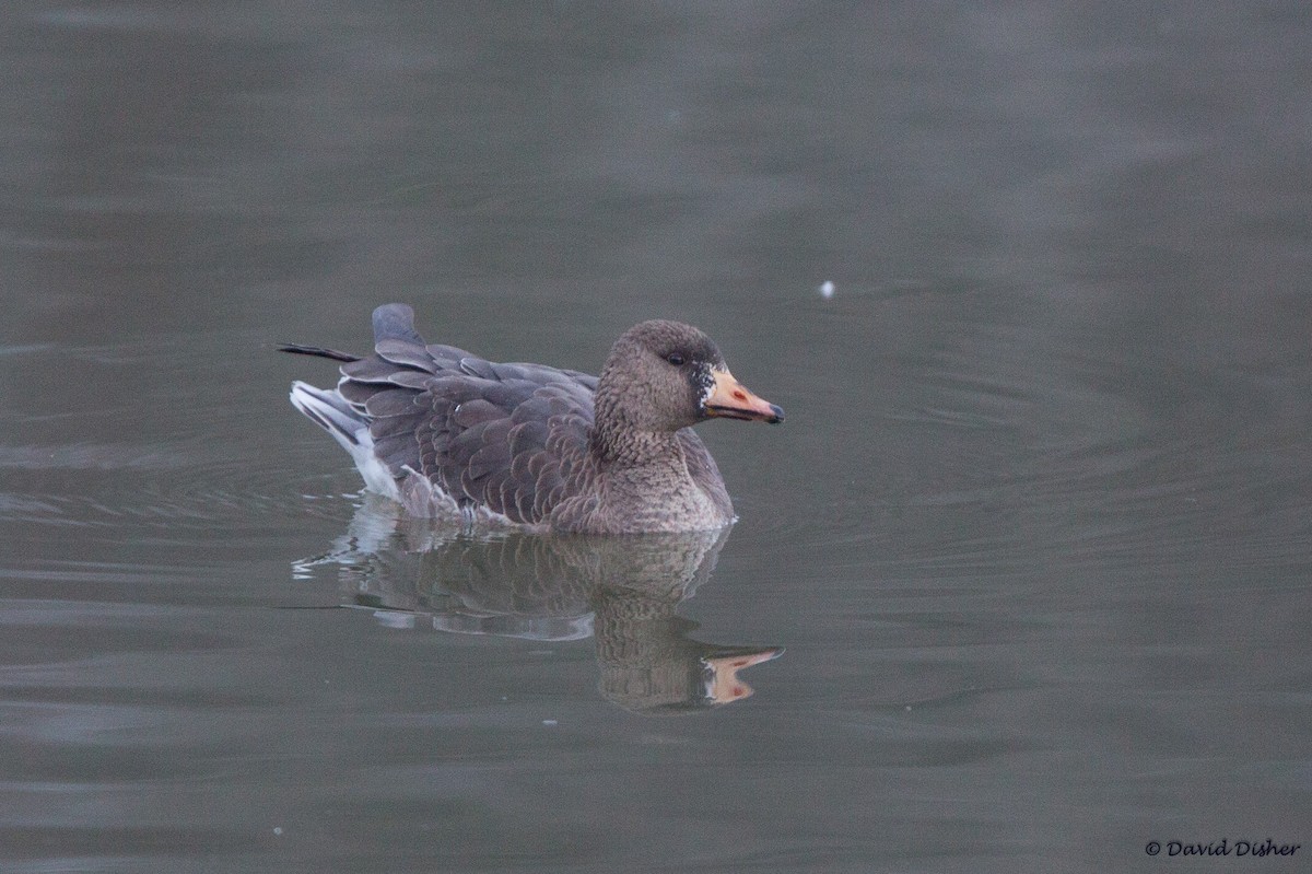 Greater White-fronted Goose - ML21689501