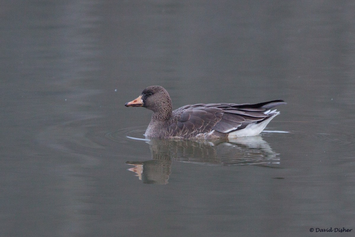 Greater White-fronted Goose - ML21689511