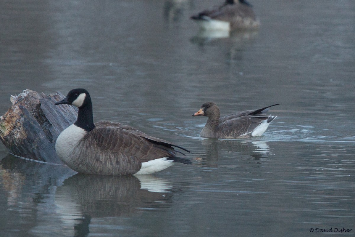 Greater White-fronted Goose - ML21689521
