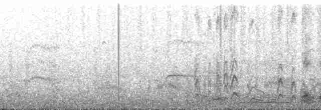 白腰叉尾海燕(leucorhoa) - ML216896