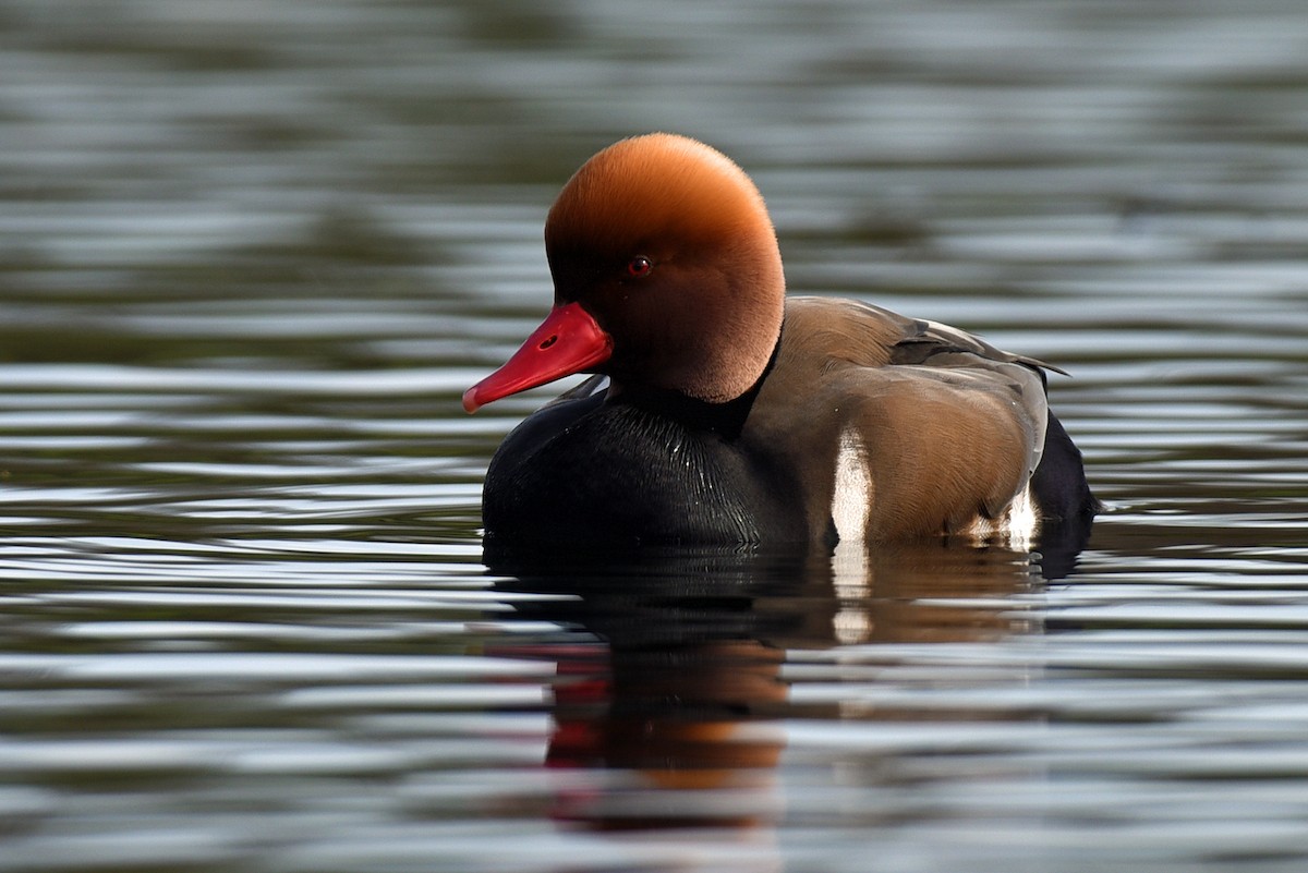 Red-crested Pochard - Brian Carruthers