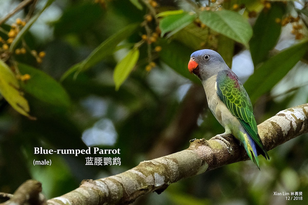 Blue-rumped Parrot - Lim Ying Hien