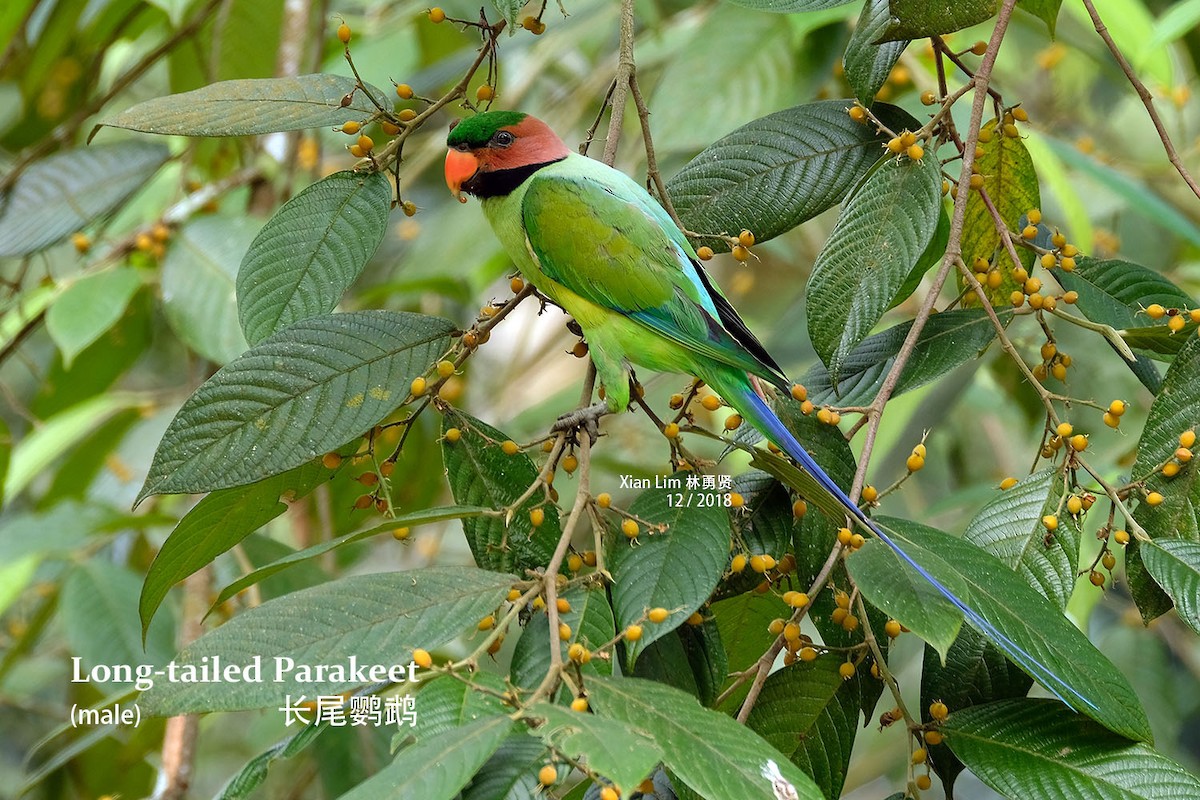 Long-tailed Parakeet - Lim Ying Hien