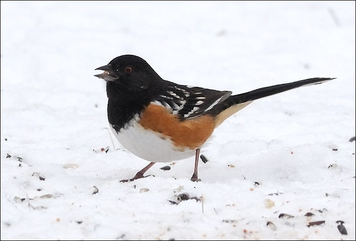 Spotted Towhee - Garry Budyk