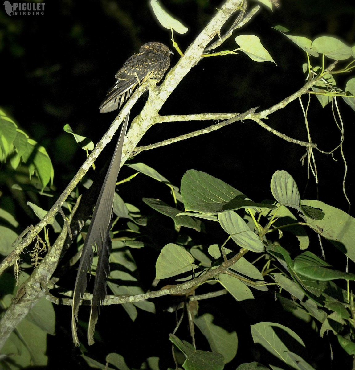 Lyre-tailed Nightjar - Julio Delgado www.piculetbirding.com