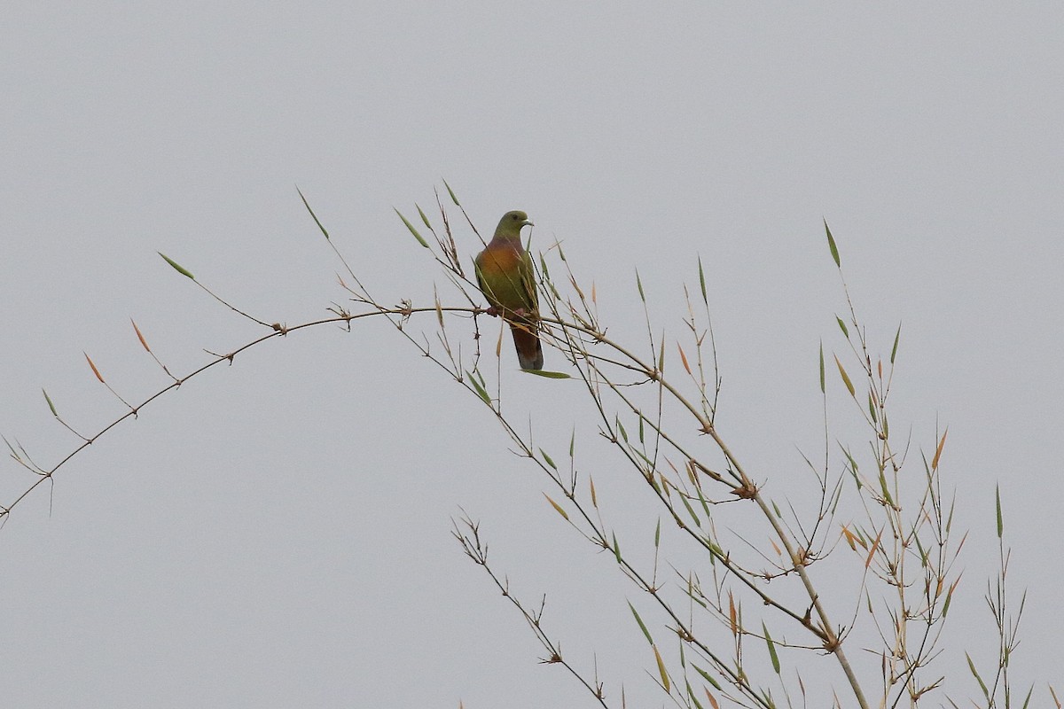 Orange-breasted Green-Pigeon - Laval Roy