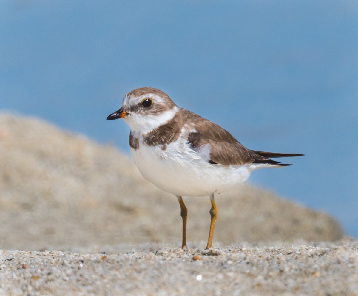 Semipalmated Plover - ML216903901