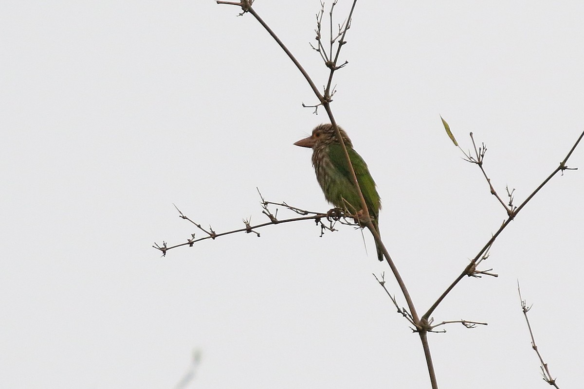 Lineated Barbet - ML216904151