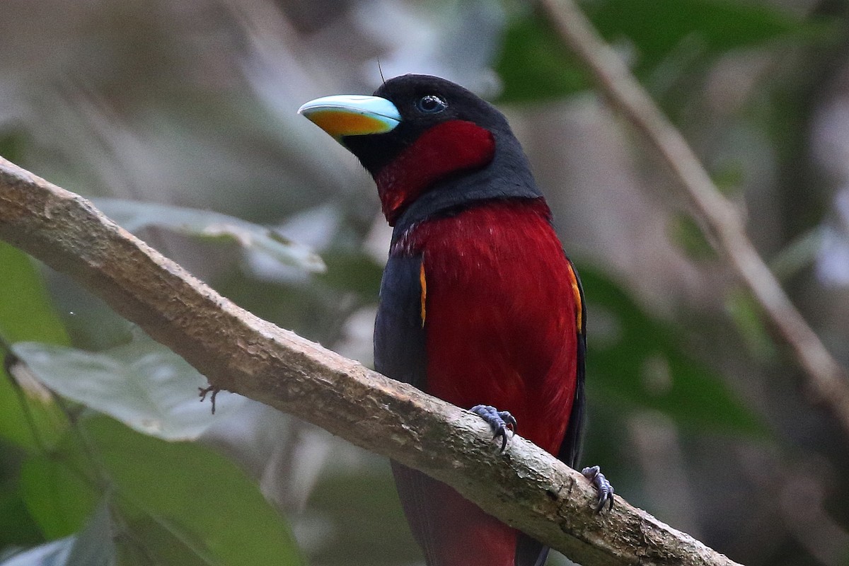 Black-and-red Broadbill (Black-and-red) - ML216904181