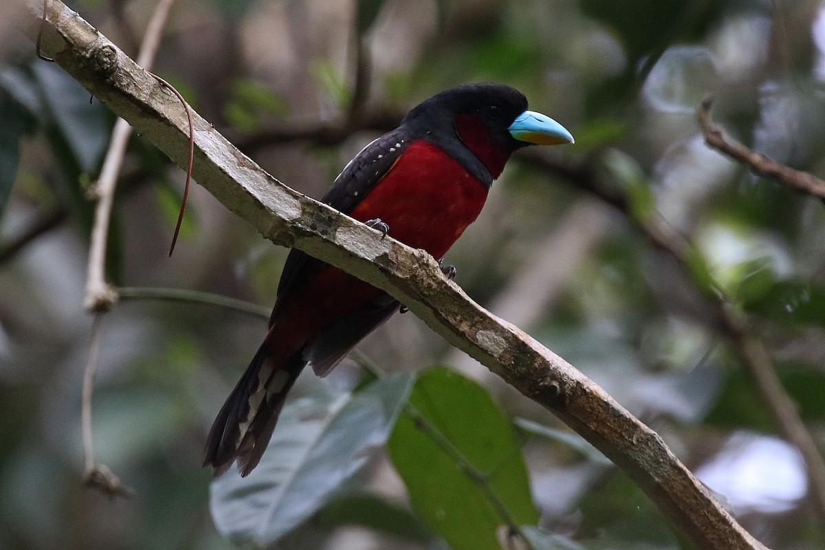 Black-and-red Broadbill (Black-and-red) - Laval Roy