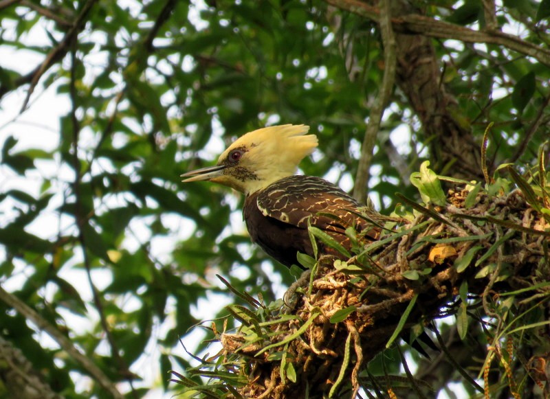 Pale-crested Woodpecker - ML216904521