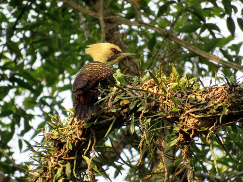 Pale-crested Woodpecker - Juan Muñoz de Toro